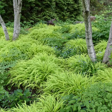 Hakone Grass, Hakonechloa Macra, Japanese Forest, Shade Gardens, Border Plants, Landscape Plants, Japanese Gardens, Woodland Garden, Plant Combinations