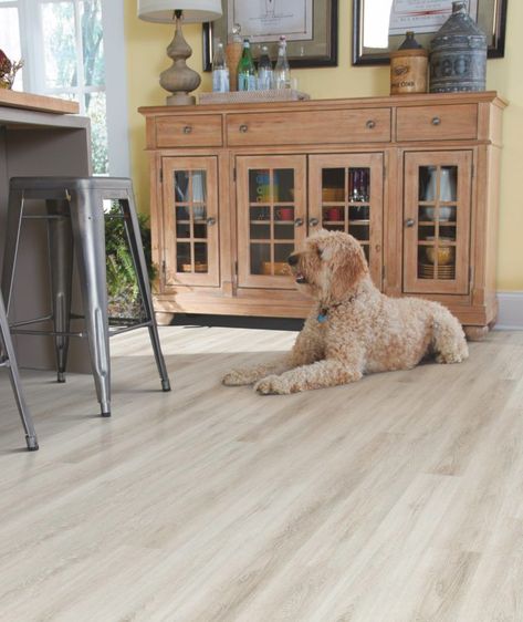 It’s very easy to clean with a simple vacuum and wipe.. The best pet friendly floors.. These are the best hardwood flooring options for homes with dogs and how they resist damage from even your pet’s toughest messes.. Stone and tile flooring are favorable options for many pet owners, for a number of reasons.You can look new details of Flooring Options Dogs by click this link : view details Dog Friendly Flooring, Upstairs Flooring, Mannington Flooring, Farmhouse Kitchen Flooring, Best Flooring For Kitchen, Pet Friendly Flooring, Best Vinyl Flooring, Best Laminate, Kitchen Floors