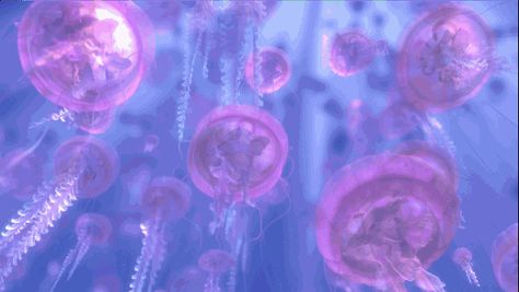 Pink Purple Banner Gif, Purple Discord Banner Animated, Light Purple Banner Gif, Purple Gif Aesthetic, Purple Header Gif, Pink And Purple Banner, Light Purple Banner, Purple Anime Gif, Purple Aesthetic Gif