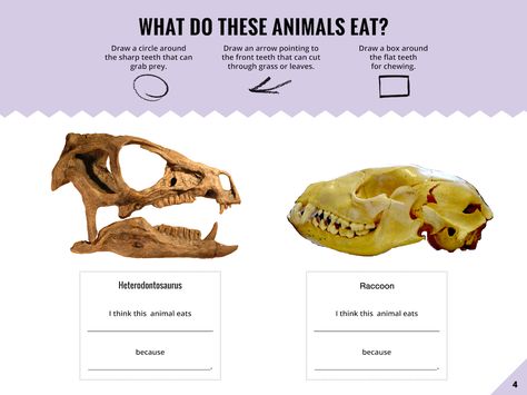 worksheet Teeth Activity, Dinosaur Scene, Dinosaur Hunter, Draw A Box, Third Grade Science, Mystery Science, Home Learning, Teaching Science, Hands On Activities