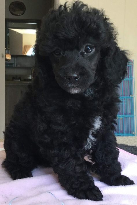 Black Poodle Puppy, Study Accounting, La Pine Oregon, Poodle Puppy Black, Poodle Puppy Training, Miniature Poodle Black, Miniature Poodle Puppies, Bernadoodle Puppy, Miniature Poodle Puppy