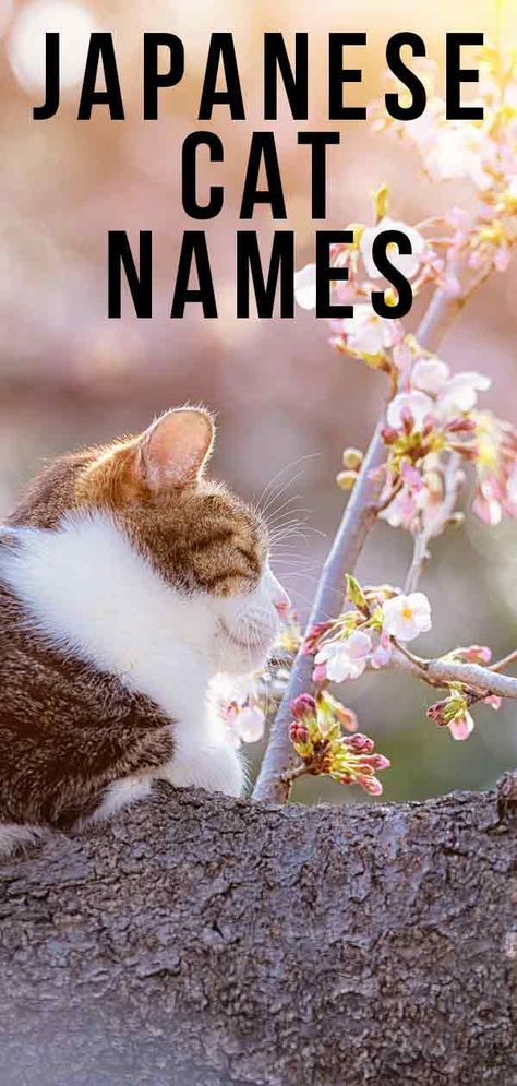 Japanese Cat Names - 180 Awesome Ideas Inspired By Japan Japanese Cat Names, Girl Cat Names, Cat Breeds Ragdoll, Unique Cat Names, Cute Cat Names, Huge Cat, Bobtail Cat, Japanese Bobtail, Kitten Names