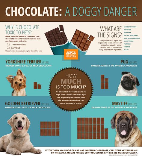 A bite of chocolate may make our day, but it can mean trouble for our pets. #DogSafety #ValentinesDay #Chocolate Dog Ate Chocolate, Chocolate Dog, Dog Died, Dog Info, Chocolate Ice, Dog Safety, Can Dogs Eat, Pet Holiday, Pet Safety