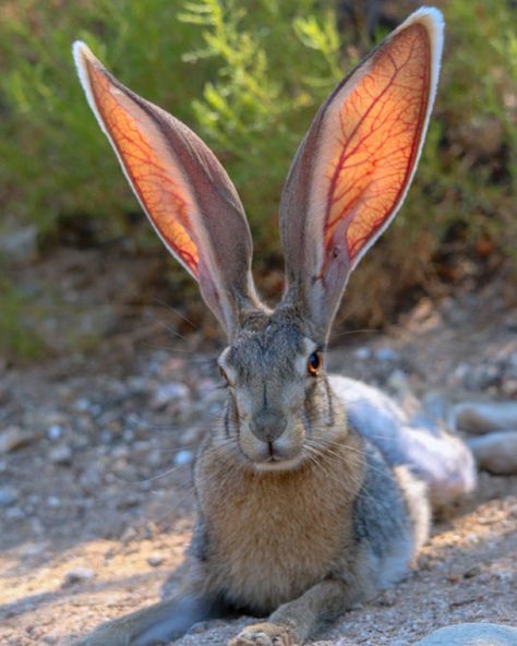 Antelope Jackrabbit (Lepus alleni) - Least Concern Jack Rabbit, Wildlife Nature, Animal Wallpaper, Animal Planet, Animal Photo, Nature Animals, Beautiful Creatures, Animal Kingdom, Animal Photography