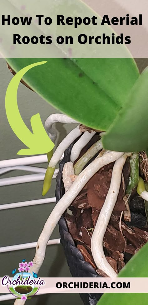 Orchid Roots Growing Out Of Pot, Orchid Ideas Hanging, Orchids In The Wild, Orchid Pots Ideas, Orchid Potting Ideas, Diy Orchid Pot, Pruning Orchids, Orchid Diseases, Plants Display Ideas