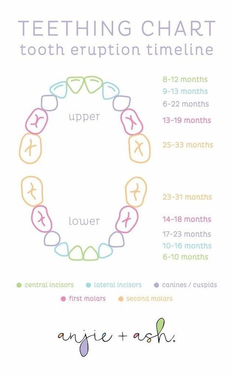 (paid link) Milestones track expansion in a wide variety of developmental areas, including growth, hearing, vision, explanation and coordination, verbal and social skills, and ... Baby Teeth Chart, Teeth Eruption Chart, Baby Charts, Baby Teething Chart, Baby Tooth Chart, Teeth Chart, Baby Timeline, Smile Tips, Teething Chart