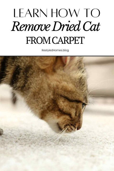 How To Get Animal Pee Out Of Carpet, Carpet Cleaner Homemade Cat Urine, How To Get Cat Pee Smell Out Of Carpet, How To Get Cat Urine Out Of Carpet, How To Clean Cat Urine Out Of Carpet, Get Rid Of Cat Pee Smell Carpets, Get Cat Pee Out Of Carpet, Remove Cat Pee From Carpet, Remove Cat Urine Smell From Carpet