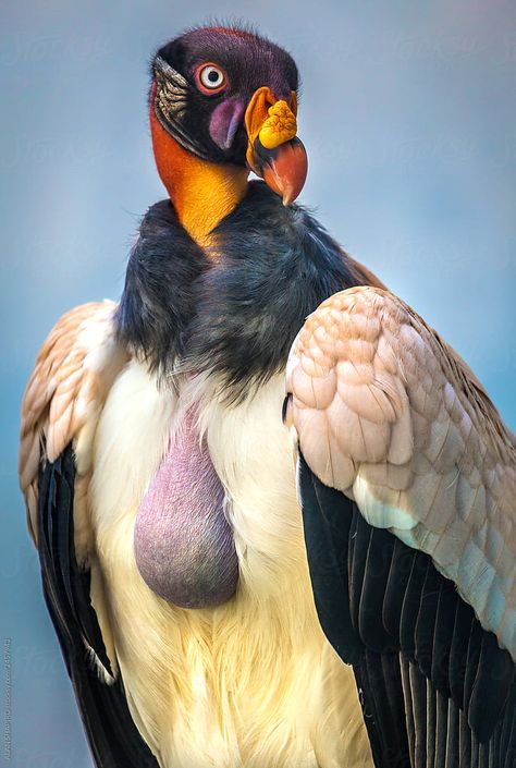 King Vulture, Weird Birds, Easy Animal Drawings, World Birds, Animal Doodles, Card Simple, Animal World, Into The Wild, Big Bird