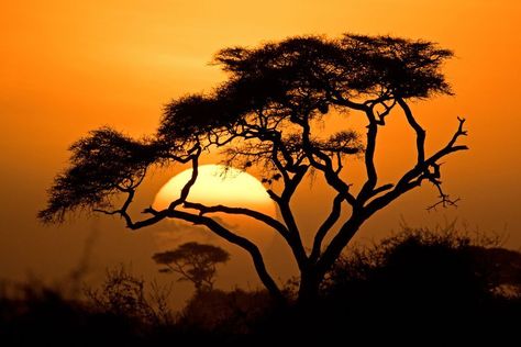 African Sunset Photo by YARON SCHMID — National Geographic Your Shot Sunset Art Painting, Africa Trees, Africa Sunset, Big Cat Tattoo, African Tree, Animal Sleeve Tattoo, African Tattoo, African Sunset, African Paintings