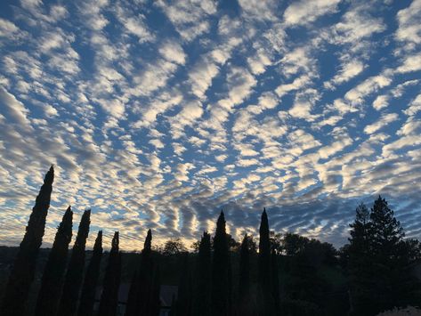 sunset with sky full of altocumulus clouds |silhouettes of trees | nature photography | sunrise Altocumulus Clouds, Pretty Clouds, Sunset Pretty, Trees Nature, Sky Sea, Sky Full, Nature Photos, Nature Photography, Trees