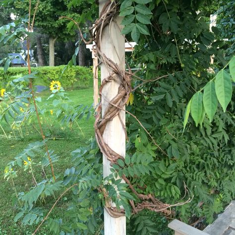 wisteria vine wrapped around pergola post Vines Wrapping Around Pole, Wisteria Vine, Square Columns, Timber Roof, Sketchbook Inspo, Iron Lanterns, Tropical Drink, Family Table, Pergola Designs