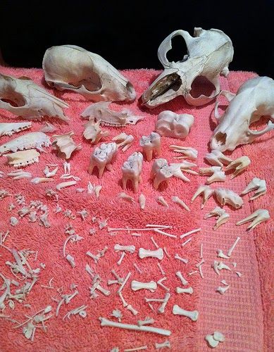 'I continually hear the words 'bleach" and 'boil' come up in topics involving bone processing. Which is exactly where they should never be. ... Bone Collecting, Wet Specimen, Bad Words, Taxidermy Art, Bone Crafts, Vulture Culture, Bone Art, Natural Curiosities, Bone Jewelry