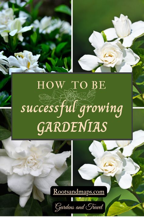 Success growing Gardenias is not difficult. The Gardenia is a plant that perfectly makes the case for the idea of “right plant-right place” that we have been taught for so long! We do need to plant the gardenias where they grow best. The Gardenia has simple but specific requirements and if we can meet them we will succeed.  Here are the key requirements of the gardenia. Missing these steps are the errors most likely to cause disappointment. Gardenia On Trellis, Gardenia Plant Care, Growing Gardenias, Gardenia Garden, Gardenia Bush, Gardenia Plant, Fall Borders, Tropical Gardens, Container Flowers