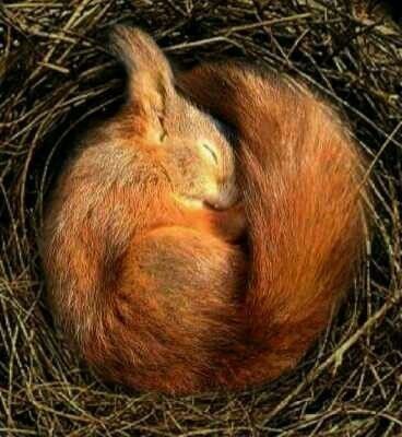 Squirell Cute, Fox Curled Up, Red Squirell, Squirrel Reference, Sleeping Squirrel, Squirrel Cute, Autumn Squirrel, Red Squirrels, Squirrel Pictures