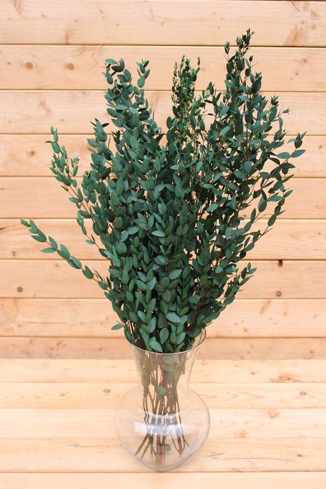 Eucalyptus: Preserved-Dried Parvifolia Teardrop Bunch - Green | Bouque – SolaFlowerStore Greenery For Bouquets, Green Bouquet Wedding, Bouquets Eucalyptus, Preserved Eucalyptus, Greenery Bouquet, Green Bouquet, Fake Succulents, Plant Gift, Eucalyptus Wedding