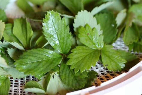 Strawberry Leaf Tea, Strawberry Leaf, Herbal Tea Garden, Winter Baking, Farmers Market Recipes, Strawberry Leaves, Natural Diuretic, Strawberry Tea, Essential Oil Plants