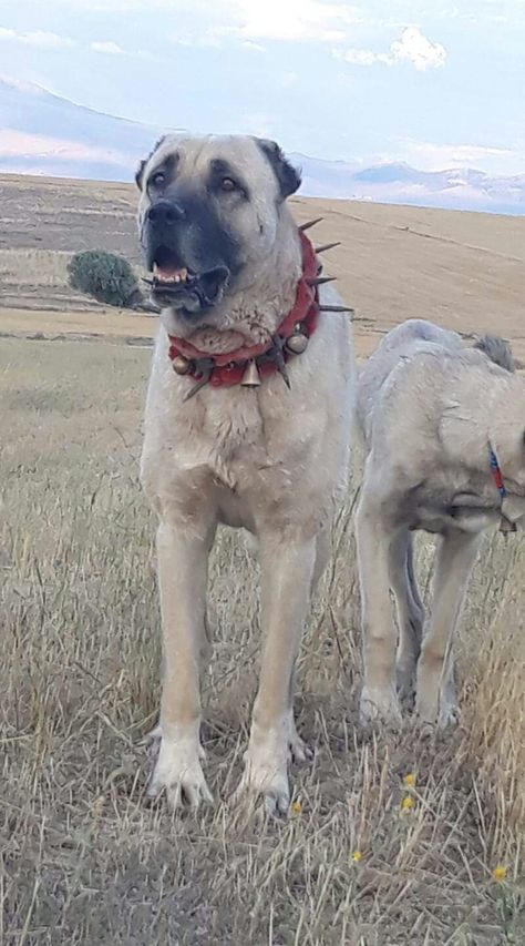 Kangal Dog Aesthetic, Kangel Dogs, Turkish Kangal, Alabai Dog, Kangal Dog, Best Guard Dogs, Big Dog Breeds, Scary Dogs, Huge Dogs