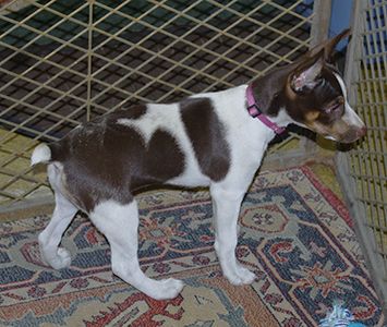 Rat Terrier Puppies, Rat Terrier, Rat Terrier Dogs, Concrete Patio Makeover, Terrier Puppies, Rat Terriers, Puppies For Sale, Rats, Boston Terrier