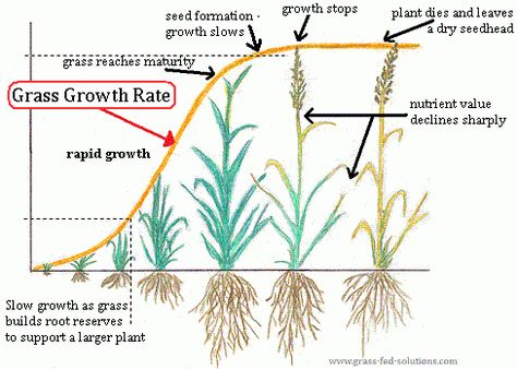 Planning your pasture rotation Rangeland Management, Goat Ideas, Rotational Grazing, Pasture Management, Cow Pasture, Paddock Paradise, Growing Grass, Future Farms, Agriculture Education