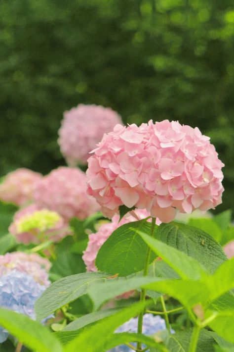 Pink Hydrangea Aesthetic, Hydrangea Aesthetic, Dorm Room Art, Flower Guide, Pink Hydrangea, Rose Photography, Spring Has Sprung, Good Morning Flowers, Delicate Flower