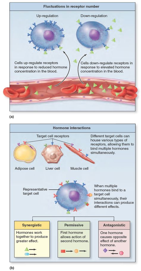 Cellular Response to Hormones. A cell's response to hormones is dependent upon several factors, including the (a) number of cellular receptors available to bind a specific hormone and (b) possible interactions caused by more than one type of hormone binding to its different cellular receptors. The Cell, Binding, No Response