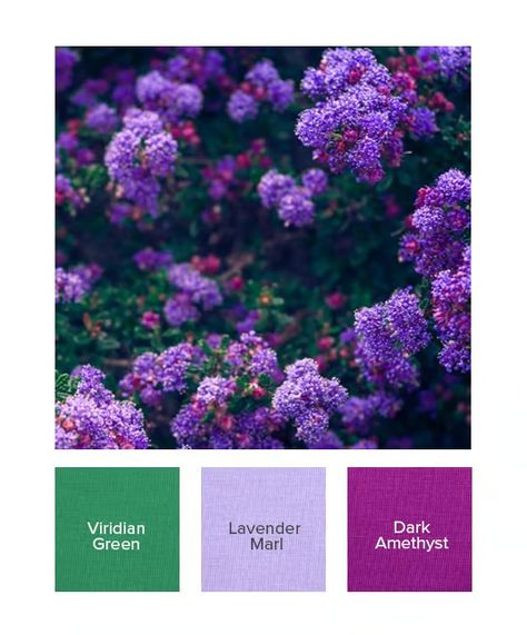 Find Your Winter Colour Combinations | Kettlewell Colours Winter Colour Combinations, Seasonal Palette, Colours Of Nature, Winter Colours, Winter Palette, Seasonal Color Analysis, Lavender Green, Color Pairing, Color Analysis