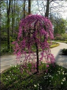 Cercis canadensis 'Ace of Hearts' - A new, compact redbud tree ... Ruby Falls Redbud, Syringa Reticulata, Grow Ginger Indoors, Weeping Redbud, Japanese Lilac Tree, Japanese Lilac, Ruby Falls, Weeping Trees, Backyard Trees