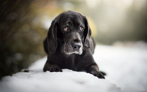 Scarica sfondi labrador nero, piccolo cane nero, simpatici animali, retriever, nero cucciolo Labrador Nero, Small Black Dog, Labrador Noir, Animals Wallpapers, Black Labrador Dog, Black Puppy, Black Labrador Retriever, Popular Dog Breeds, Dog Pets