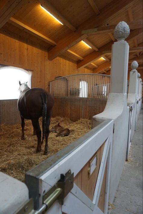 Foaling Stall Ideas, Horse In Stable, Vogue Lifestyle, Luxury Horse Barns, Horse Stalls Doors, Equestrian Barns, Barn Layout, Paddock Paradise, Horse Barn Designs