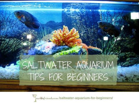 All the basics of how to select tanks, prep water & add exotic fish in the guide for saltwater aquarium for beginners in 10 easy steps! Saltwater Aquarium Beginner, Best Aquarium Filter, Saltwater Aquarium Setup, Aquarium Tips, Saltwater Aquarium Fish, Coral Reef Aquarium, Saltwater Fish Tanks, Fish Tank Design, Marine Tank