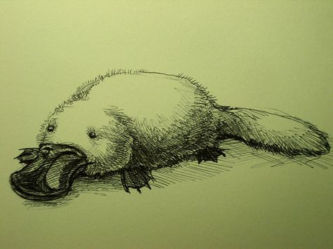 Platypus Sketch by Mark A Jones, via Flickr Platypus Drawing Sketch, Platypus Sketch, Platypus Tattoo, Platypus Drawing, Duck Billed Platypus, Aquatic Art, Artist Easel, Animal Drawing, Pen Sketch