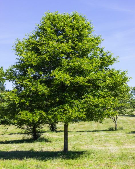 Nyssa sylvatica - Sourgum-Black Tupelo_Spring View Black Tupelo Tree, Tuckeroo Tree, Black Gum Tree, Nyssa Sylvatica, Blackjack Oak Tree, River Plants, Black Locust Tree, Best Shade Trees, Spring View