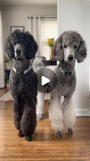 12K views · 1.4K likes | 𝐀𝐈𝐊𝐎 & 𝐘𝐔𝐊𝐈 on Instagram: "Have you ever wondered what it’s like to be a poodle mom/dad?  . @blue.licorice.poodle @doublepoodlestandards @baronwhitediamond @poodlegoesshopping @standardpoodlebbb @bogartthehollywooddood  . . #reels #trendingreels #reelsofinstagram  #dogreels #dogreelsofinstagram #poodleoftheday #cuteboy #yuki #poodledad #aiko #poodlemom  #dogsofinstagram #doglife #dogstagram #doglove #dogloversofinstagram #beautifuldog #lovemydogs #dogsforlife #gooddoggo #dogsofinstaworld #mydog #instamood #love #lovemydog #gooddog #standardpoodle #standardpoodlesofinsta" Male Poodle Haircut Styles, Big Poodle Dogs, Short Poodle Haircut, Standard Poodle Haircut Styles, Toy Poodle Puppy Cut, White Poodle Puppy, Poodle Groom, Standard Poodle Cuts, Poodle Puppy Cut