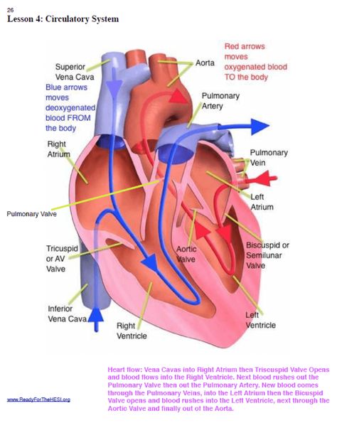 The Ultimate Guide to Scoring High on the HESI A2 Anatomy and Physiology Section | Pocket Prep Anatomy And Physiology Notes, Hesi Exam, Physiology Notes, Cardiac Anatomy, Learn To Draw People, Hesi A2, Heart Flow, Teas Test, Medical Drawings