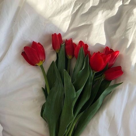 Flowers 🌺 on Twitter: "… " Red Tulips, Red Flowers, Tulips, Flowers, Wall, Red, White