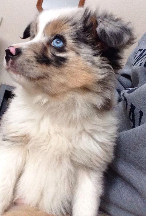 Miniature Austrian shepherd Austrian Shepherd, Mini Aussie Puppy, Aussie Puppy, American Shepherd, Super Cute Dogs, Aussie Puppies, Mini Aussie, Australian Shepherd Puppies, Animals Photography