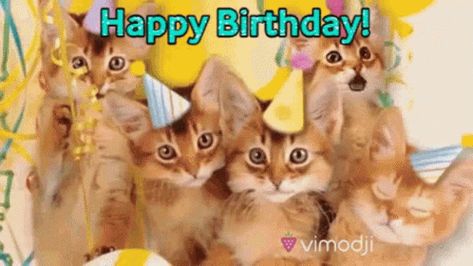 Happy Birthday Cat Gif, Cat Singing Happy Birthday, Dancing Cat Gif, Happy Birthday Wishes Nephew, Gif Happy Birthday, Happy Cat Gif, Happy Birthday Dancing, Cat Birthday Funny, Cat Singing