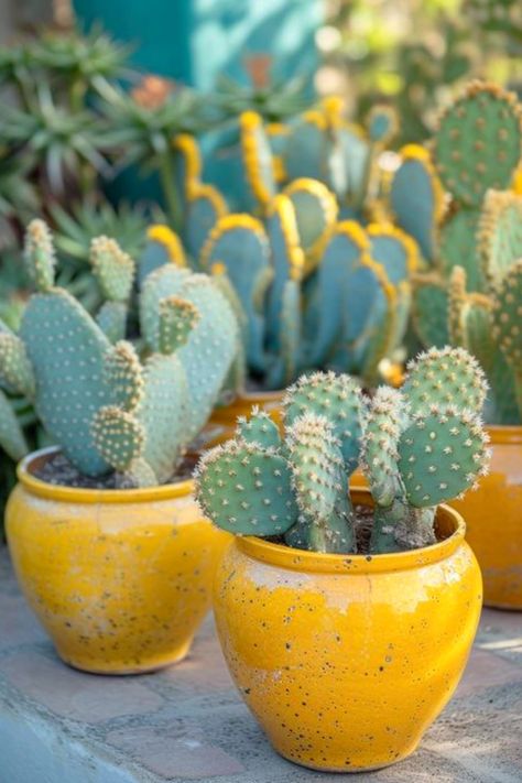 Cowboy Cactus, Bunny Ear Cactus, Pink Pot, Opuntia Microdasys, Cactus Paintings, Green Backyard, Cactus House Plants, Potted Cactus, Plant Fungus