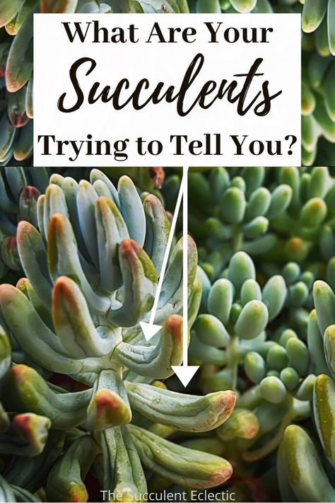 Watering Succulents, Succulent Projects, Water Succulents, How To Water Succulents, Growing Succulents, Succulent Gardening, Succulent Care, Succulent Terrarium, Cactus Y Suculentas