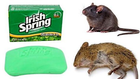 How To Get Rid of Mice and Rats With Irish Spring | DIY Joy Projects and Crafts Ideas Keep Rats Out Of House, Roof Rats How To Get Rid Of, Mice Get Rid Of, Natural Ways To Get Rid Of Mice, Diy Rat Poison, Get Rid Of Rats In Yard, How To Get Rid Of Mice In The House Fast, How To Get Rid Of Rats, How To Get Rid Of Mice In The House