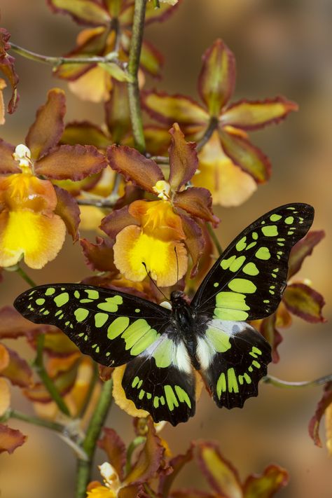 Tropical Butterfly, Graphium tynderaeus, on Orchid & photographed by: Darrell Gulin Tropical Butterflies, Tropical Butterfly, Photo Papillon, Flying Flowers, Butterflies Flying, Butterfly Pictures, Drawing Images, Butterfly Flowers, Butterfly Wallpaper