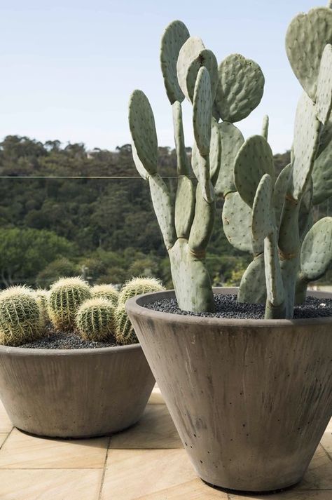 Learn how fast your cactus will grow! #cactus #cactuslife #cacti #growth #succ #plantlife #plants #gardeningtips #succulents Cactus Garden Landscaping, Cactus House Plants, Vertical Herb Garden, Magic Garden, Cement Pots, Desert Garden, Patio Landscaping, Cactus Garden, Cactus Succulents