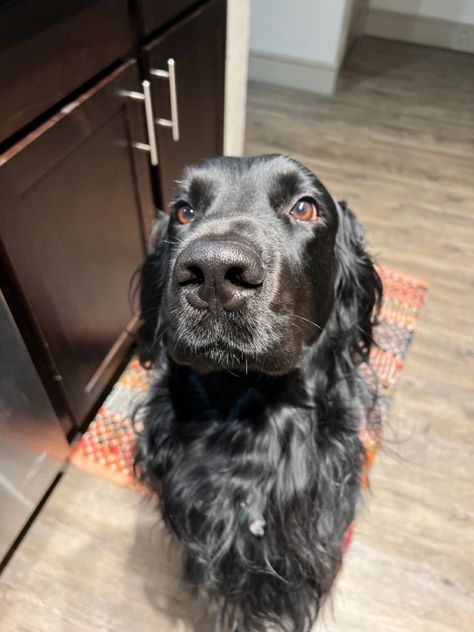 Long Haired Labrador, Black Golden Retriever, Black Lab Mix, Irish Setter Dogs, Pomeranian Mix, Labrador Mix, Golden Retriever Mix, Martin Short, Black Irish