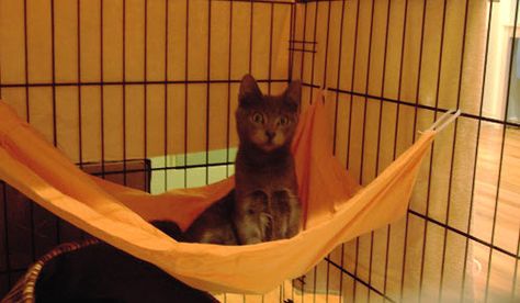 DIY Cage Hammock - PetDIYs.com Diy Cat Hammock, Raising Kittens, Cat Proofing, Cat Run, Diy Cat Toys, Cat Hammock, Image Chat, The Cage, Diy Cat