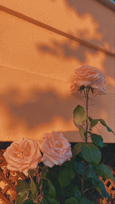 Sunlight Wallpaper Iphone, Sunlight Aesthetic Wallpaper, Light Sunset Aesthetic, Sunlight Wallpaper, Sun Shadow Aesthetic, Peach Roses Wallpaper, Aesthetic Rose Wallpaper, Wallpaper Iphonewallpaper Aesthetic, Alyssa Aesthetic