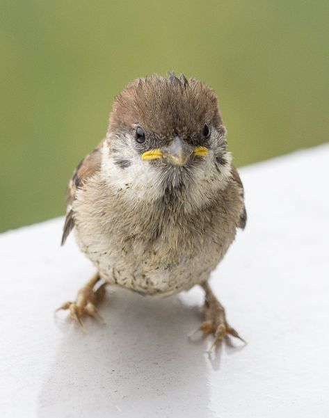 Baby Sparrow, Australian Birds, Sparrows, Endangered Animals, Bird Pictures, Pretty Birds, Bird Photo, Colorful Birds, Cute Birds