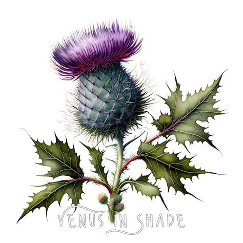 Thistle Drawing, Thistle Photography, Nature Clipart, Thistles Art, Scottish Flowers, Beautiful Flower Drawings, Thistle Flower, For Stickers, Scottish Thistle