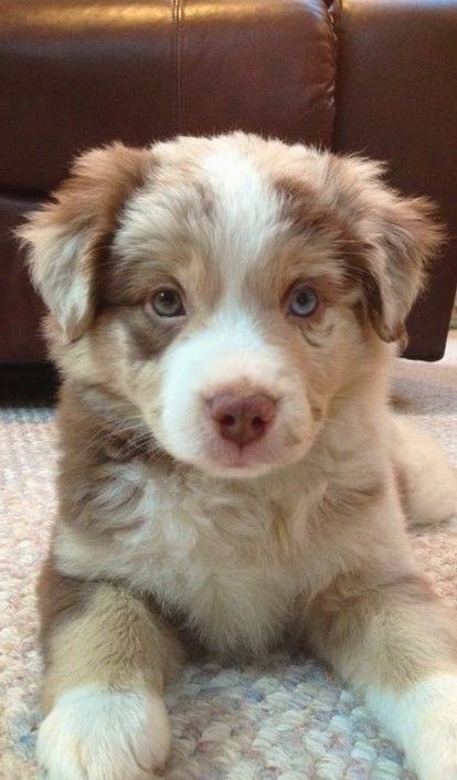 Cute Dogs Images, Very Cute Puppies, Really Cute Puppies, Super Cute Puppies, Cute Dog Photos, Cute Animals Puppies, Very Cute Dogs, Cute Dog Pictures, Really Cute Dogs