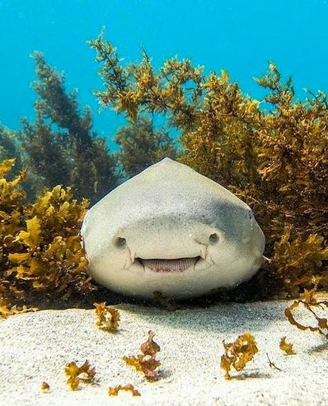 Leopard Shark Abstract Creatures, Ningaloo Reef, Zebra Shark, Leopard Shark, Shark Pictures, Coral Bay, Shark Fishing, Cute Shark, Favorite Animals