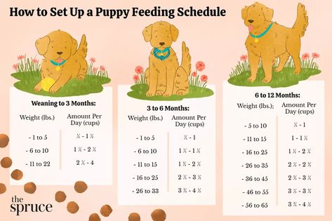 Puppy Shot Schedule, Puppy Feeding Guide, Weaning Puppies, Puppy Feeding Schedule, Puppy Schedule, Train A Puppy, Puppy Feeding, New Puppy Checklist, Puppy Checklist